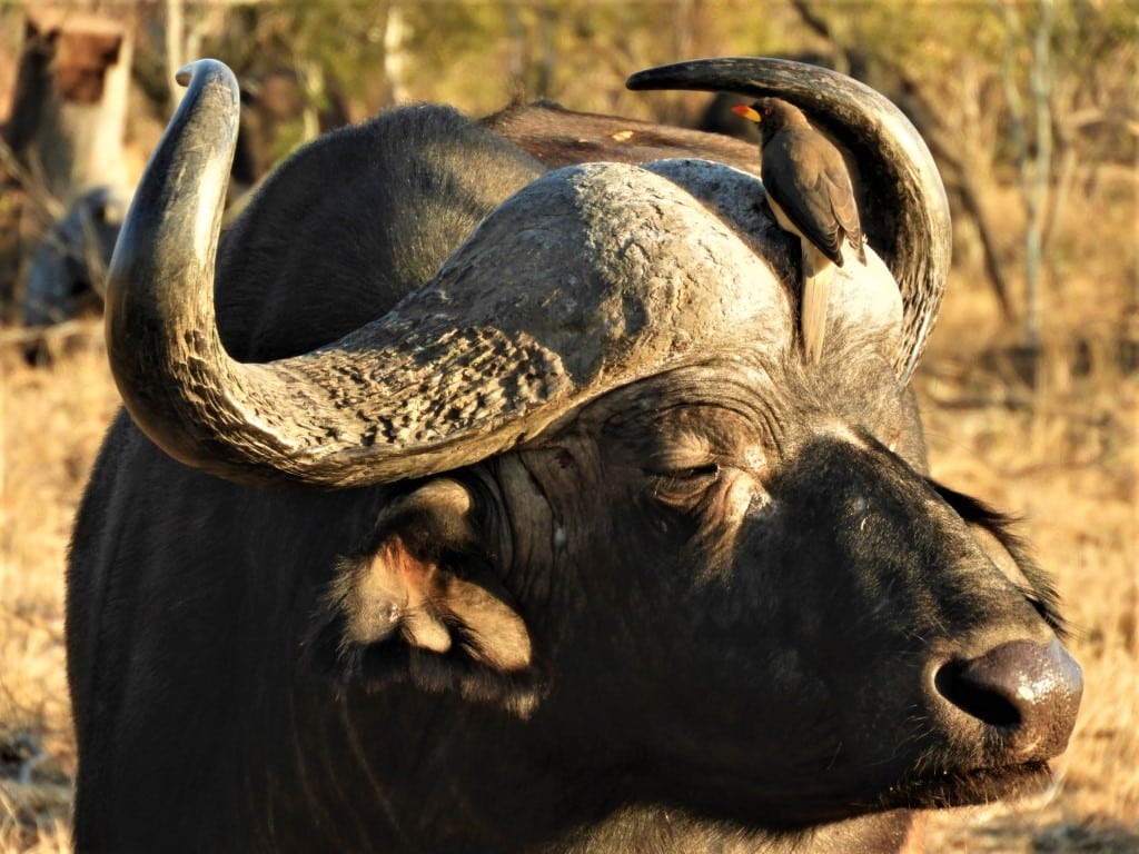 African Buffalo