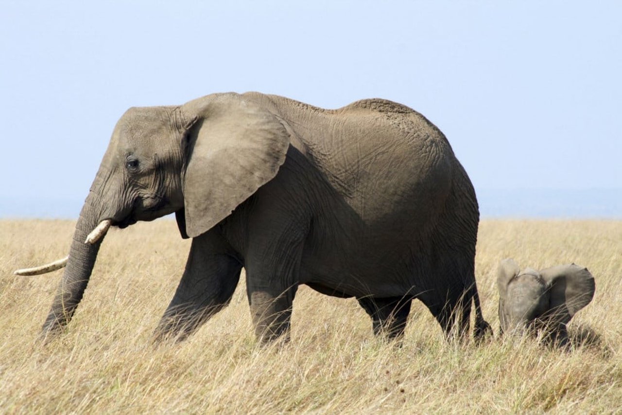 African Elephant