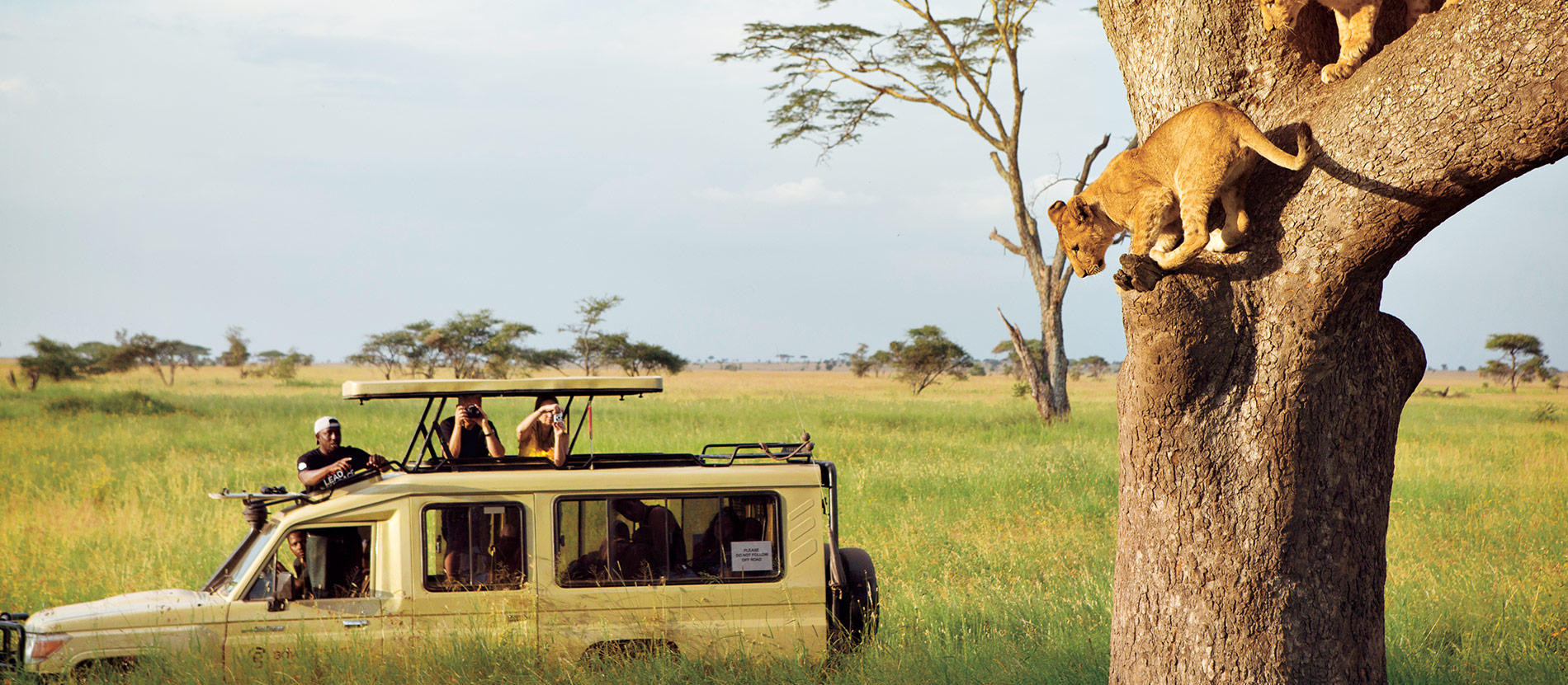 African Safari