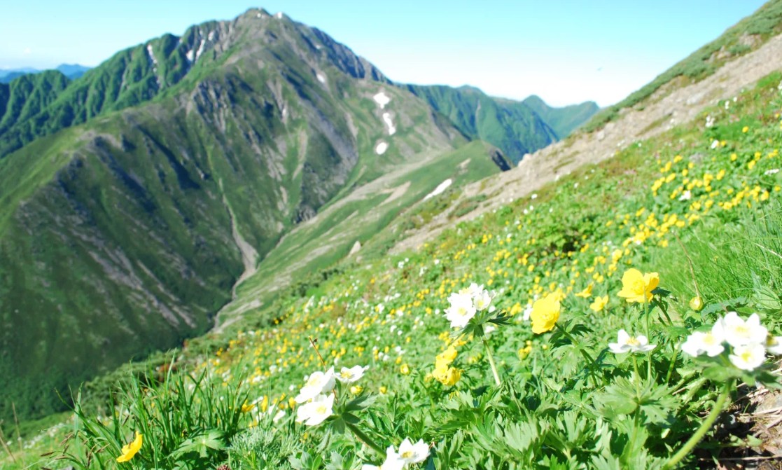 Alpine flowers