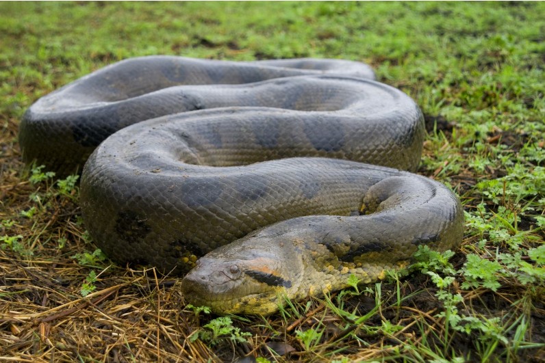 Green Anaconda