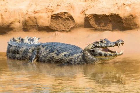 Black Caiman
