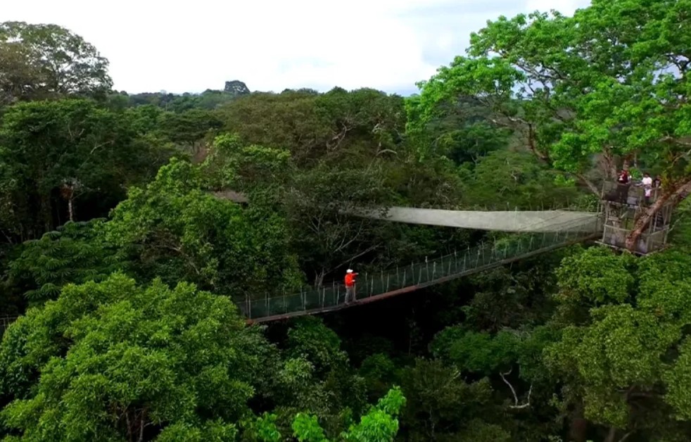 Rainforest Canopy
