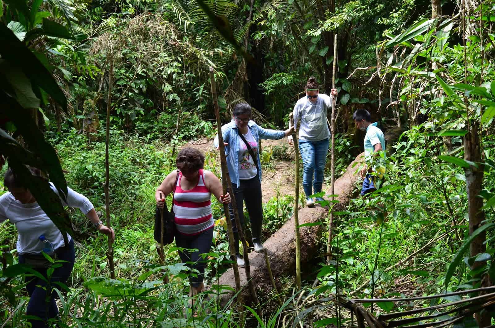 Jungle Walk