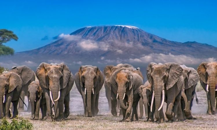Elephants at Amboseli