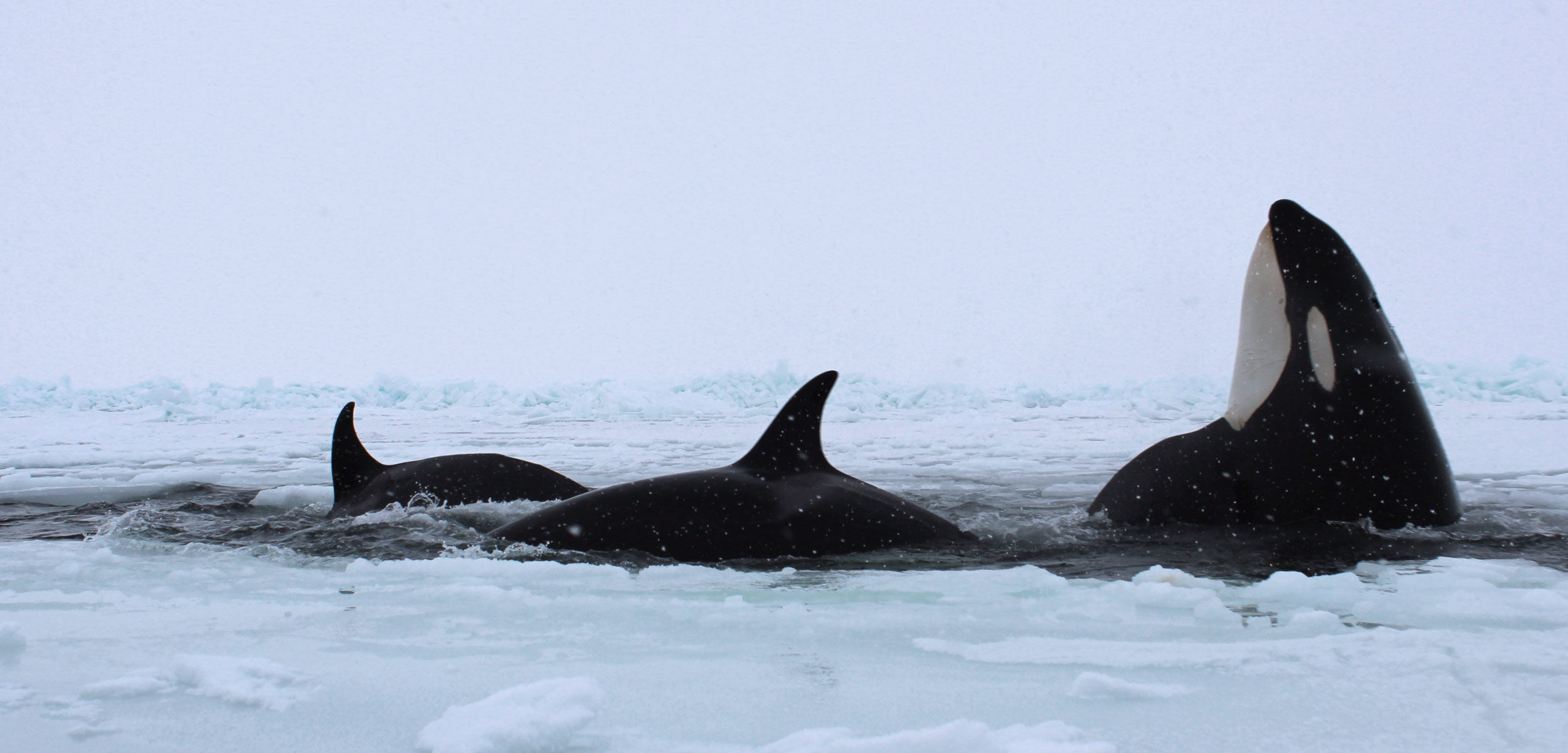 Orca Whale