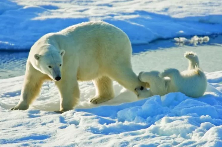 Arctic Wildlife