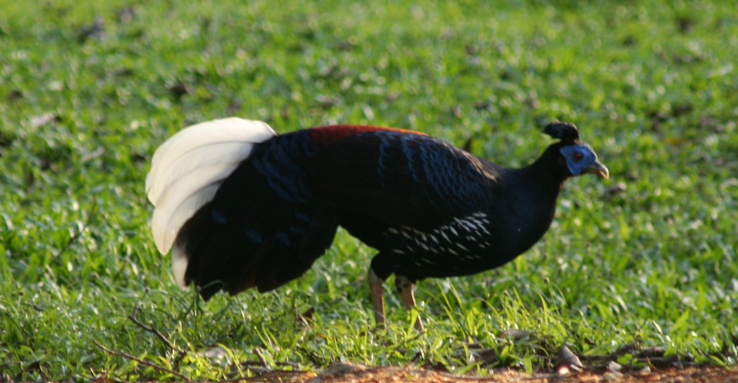Great Argus Pheasant