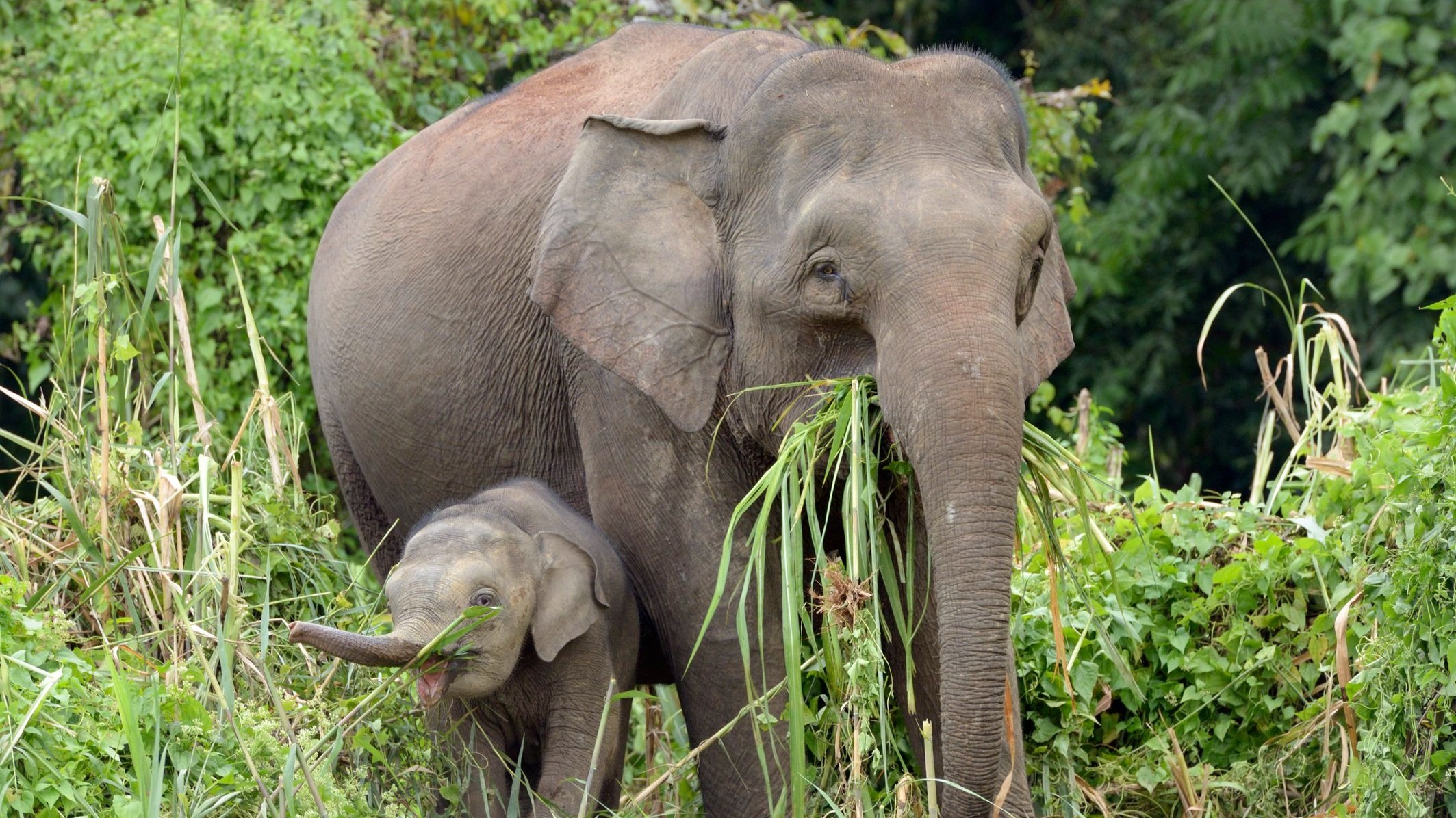 Asian Elephant