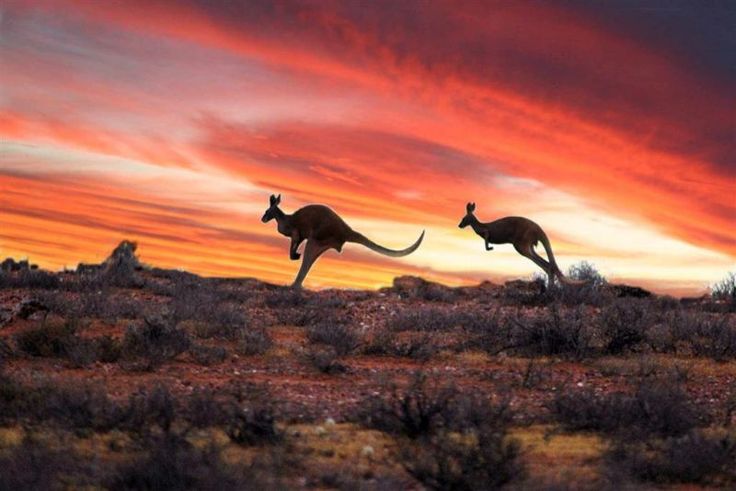 Red Kangaroo in outback