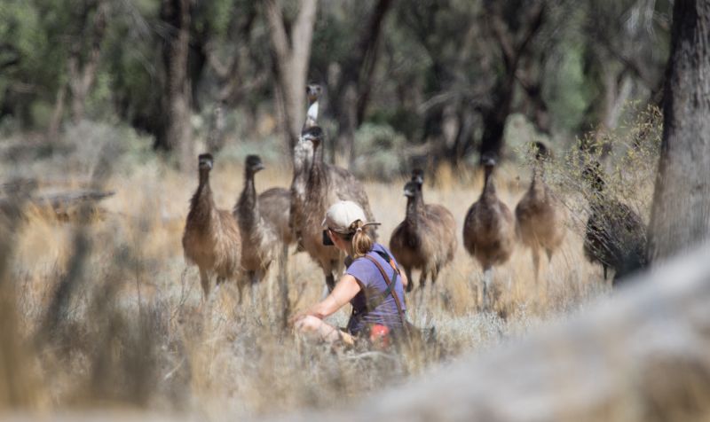 Emu walking