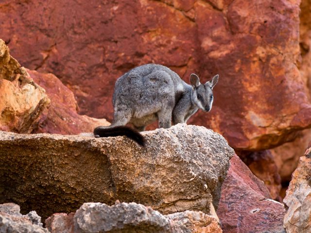 Rock wallaby