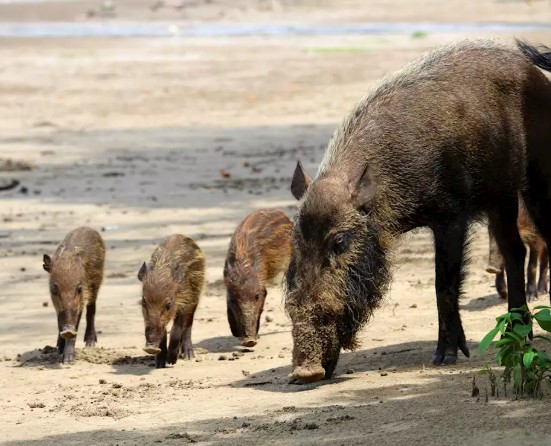 Bearded Pig