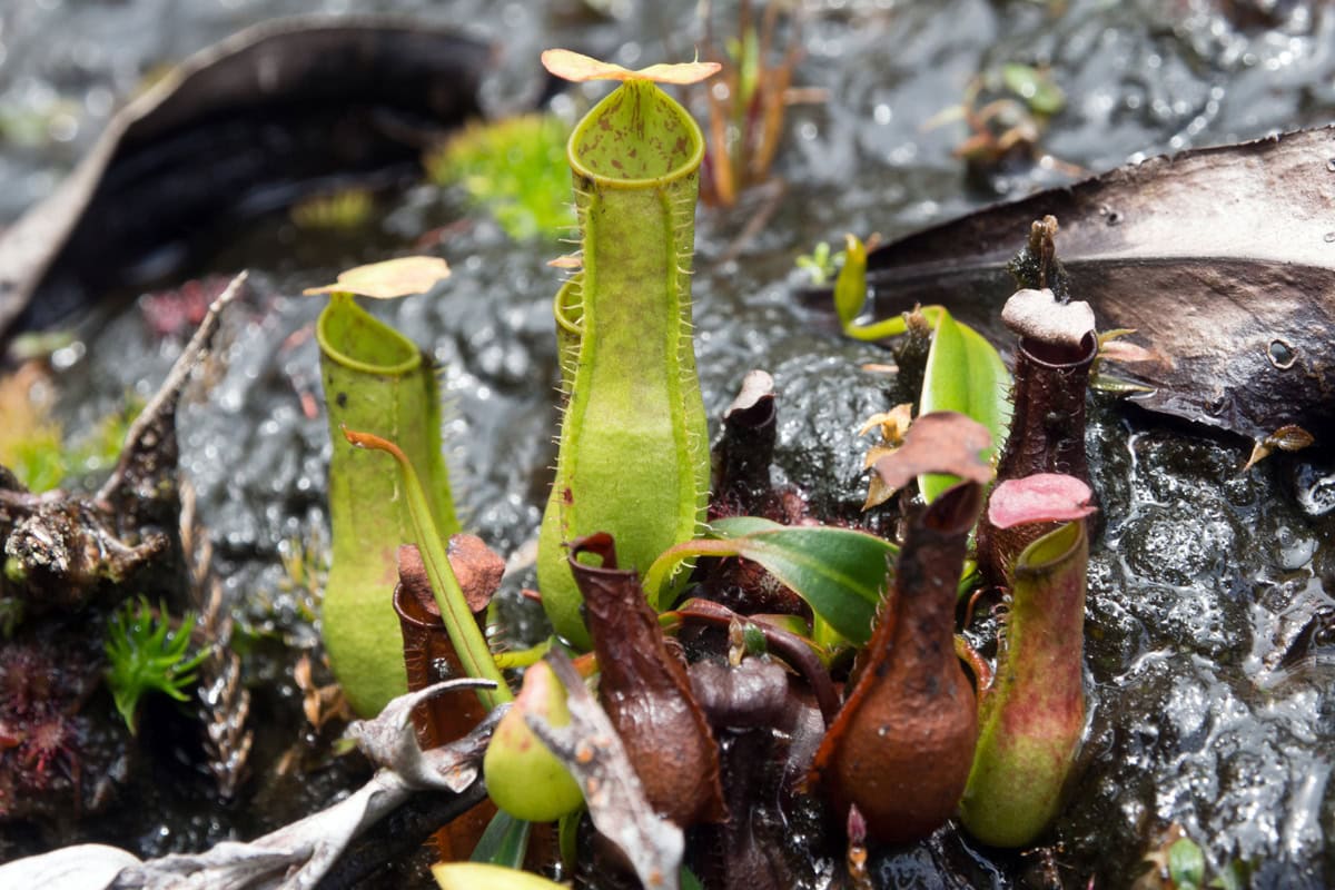Pitcher Plant