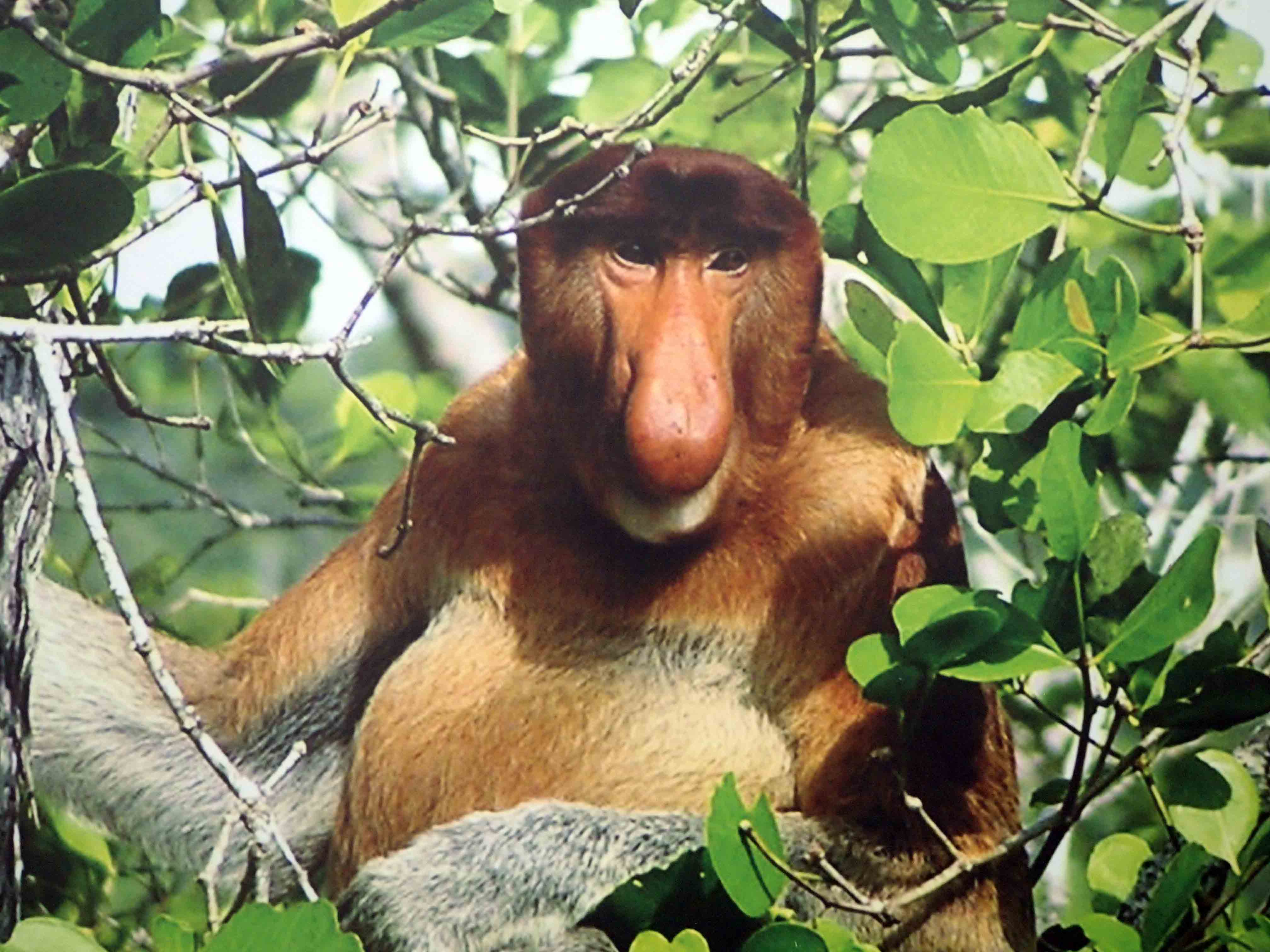 Proboscis Monkey