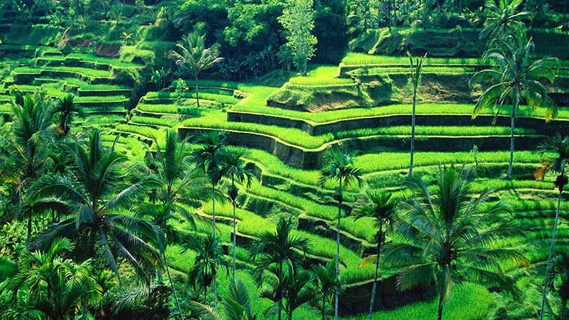 Rice Farming