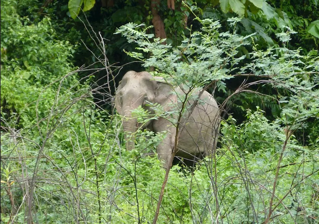 Asian Elephant