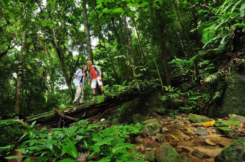 Belum Canopy