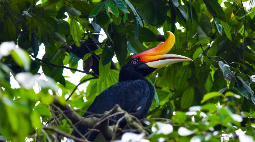 Hornbill