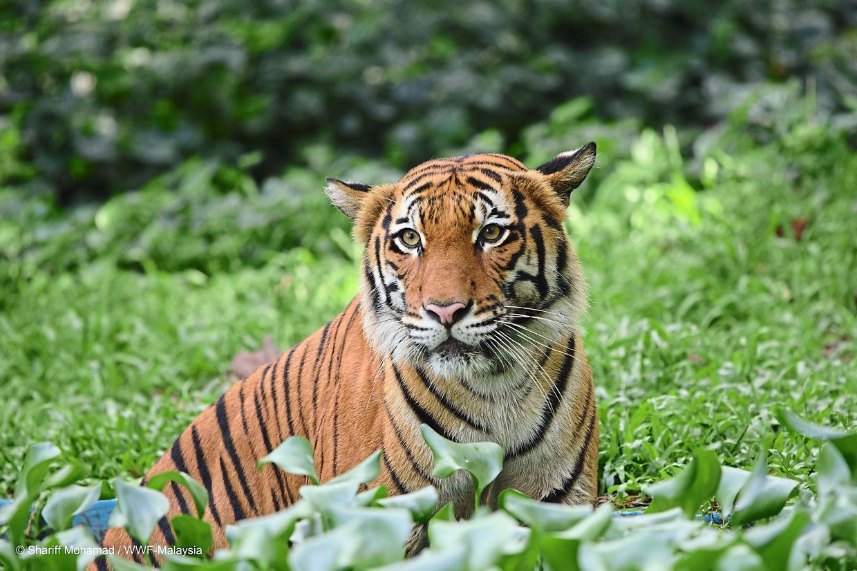 Malayan Tiger