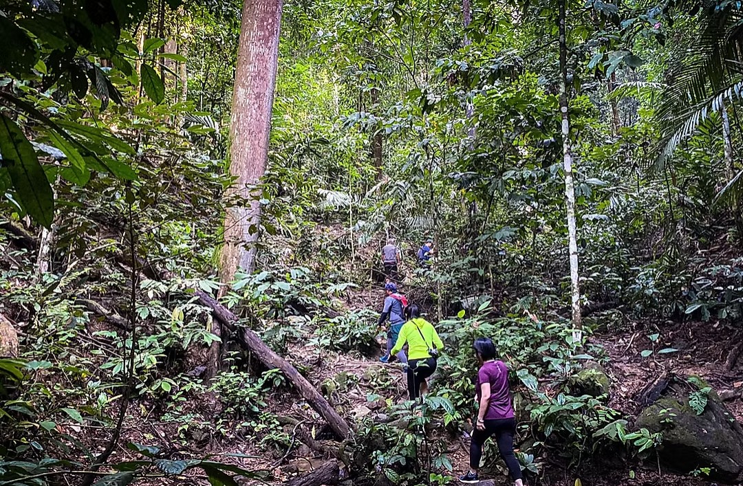 Belum Rainforest Tour