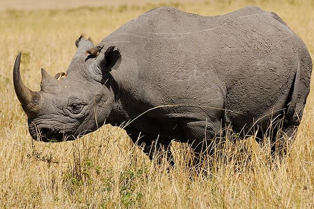 Black Rhinoceros