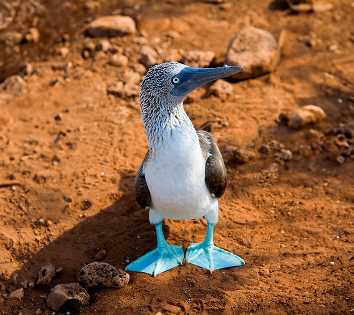 Blue-footed Booby