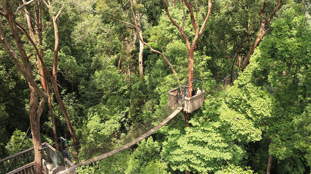 Borneo Canopy Walk