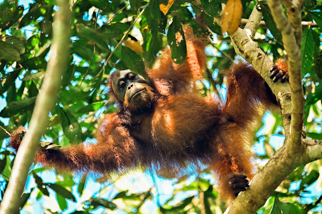 Orangutan