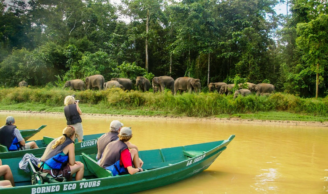 Borneo Rainforest