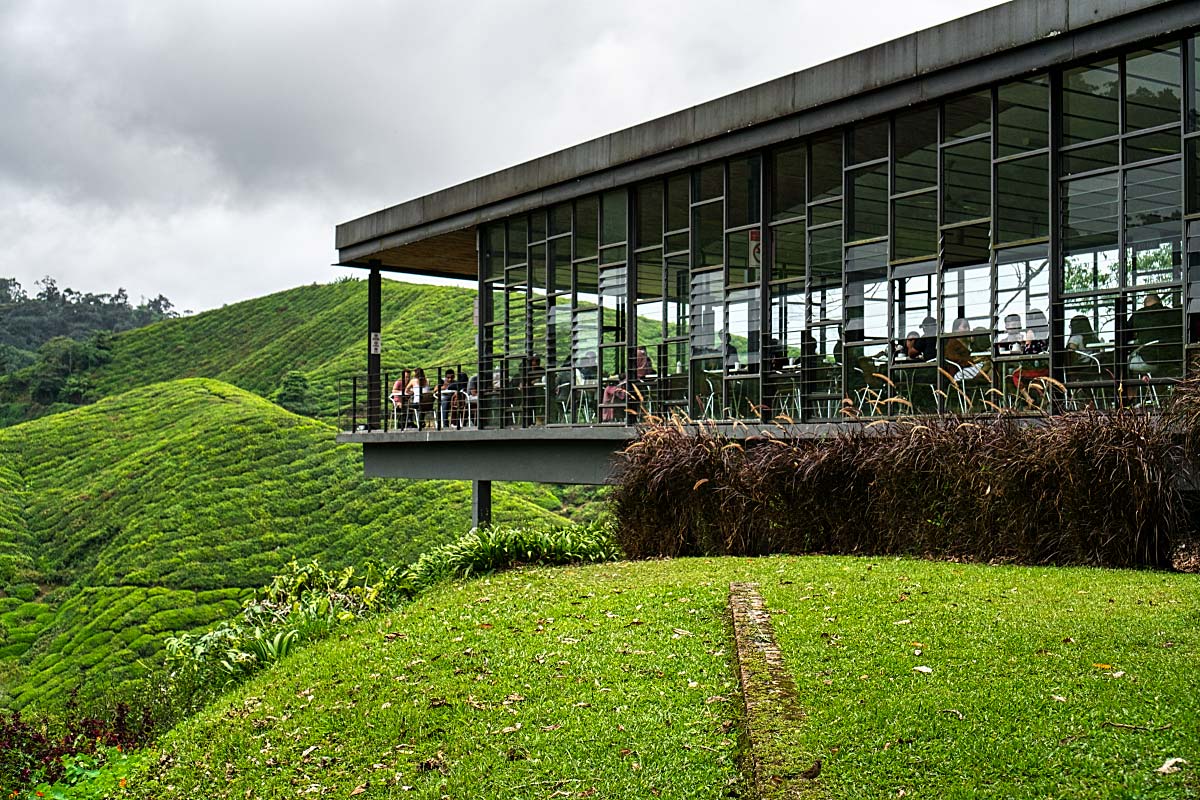 Tea Plantations