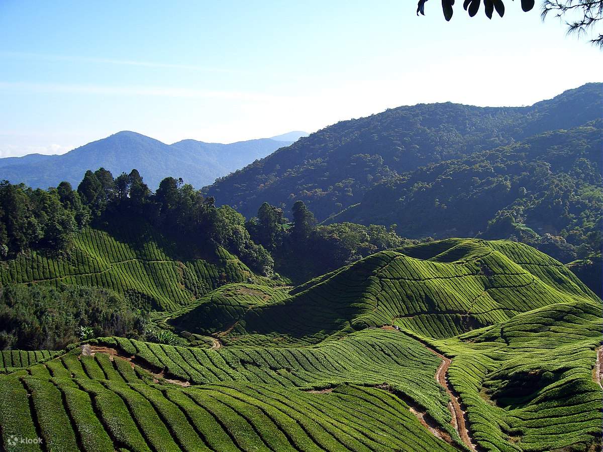 Cameron Highlands Tour