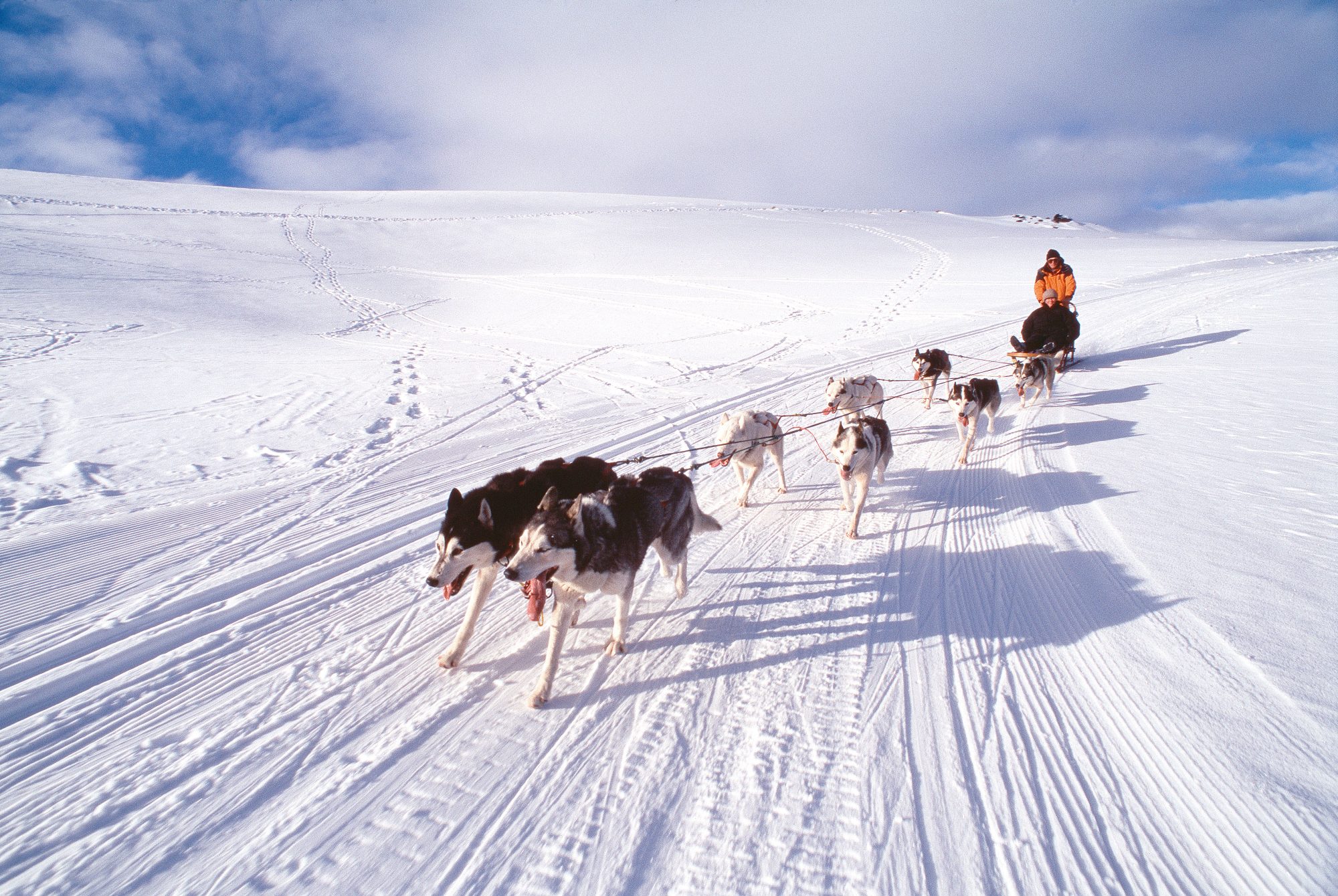 Dog Sledding in Norway