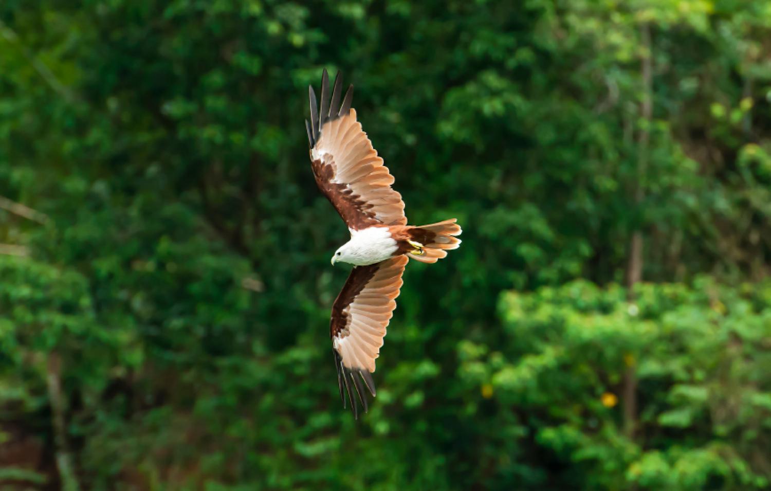 Brahminy Kite