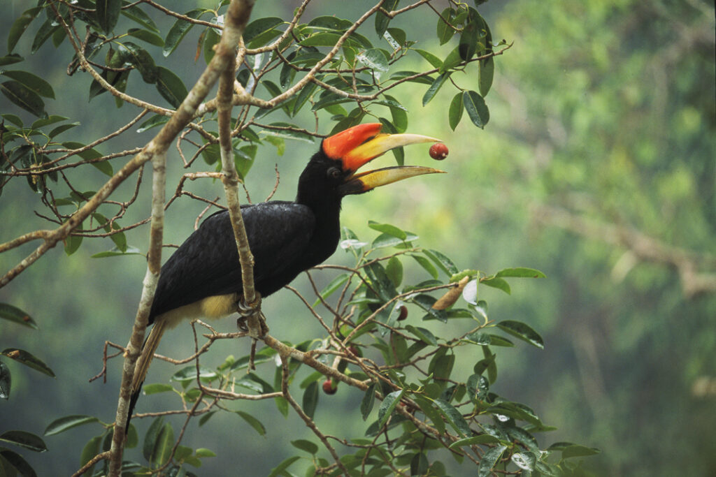 Rhinoceros Hornbill