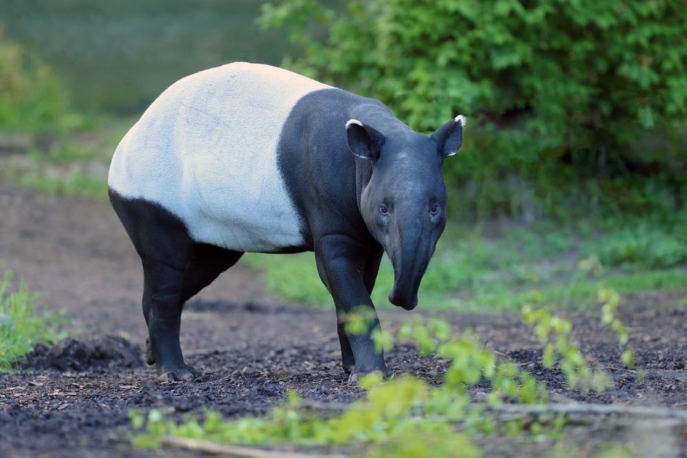 Malayan Tapir