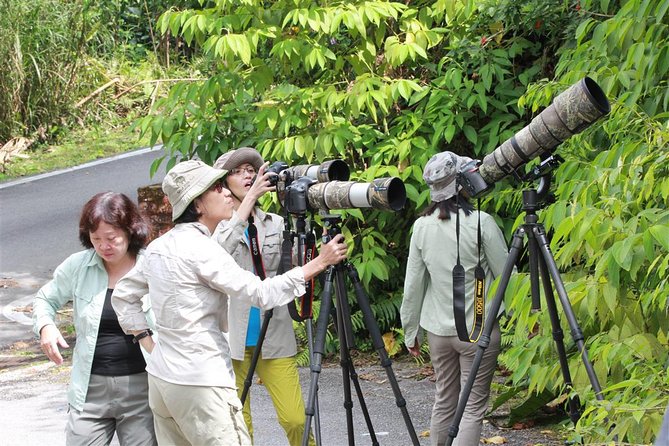 Birdwatching