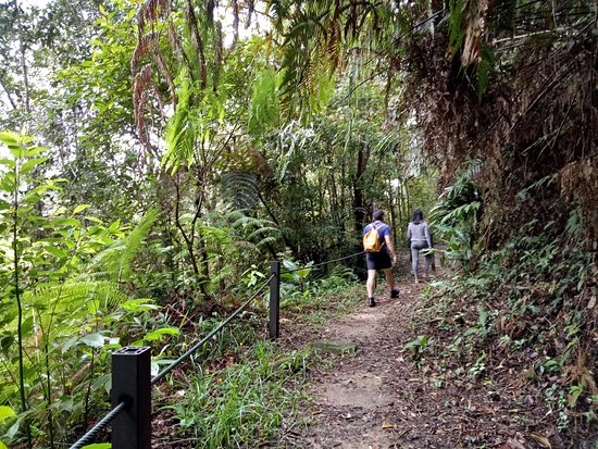 Canopy Walk