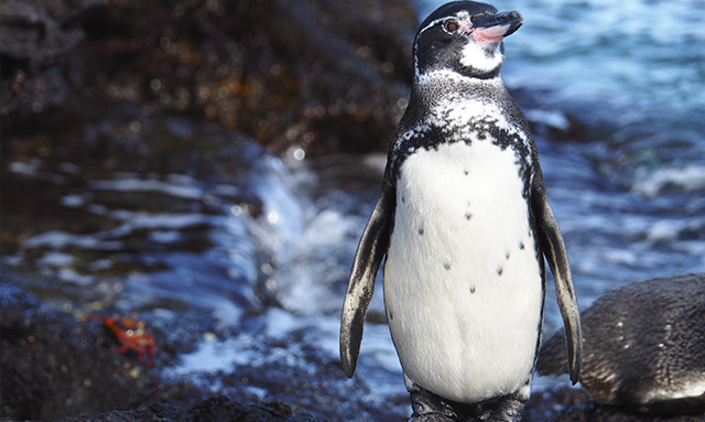 Galapagos Penguin