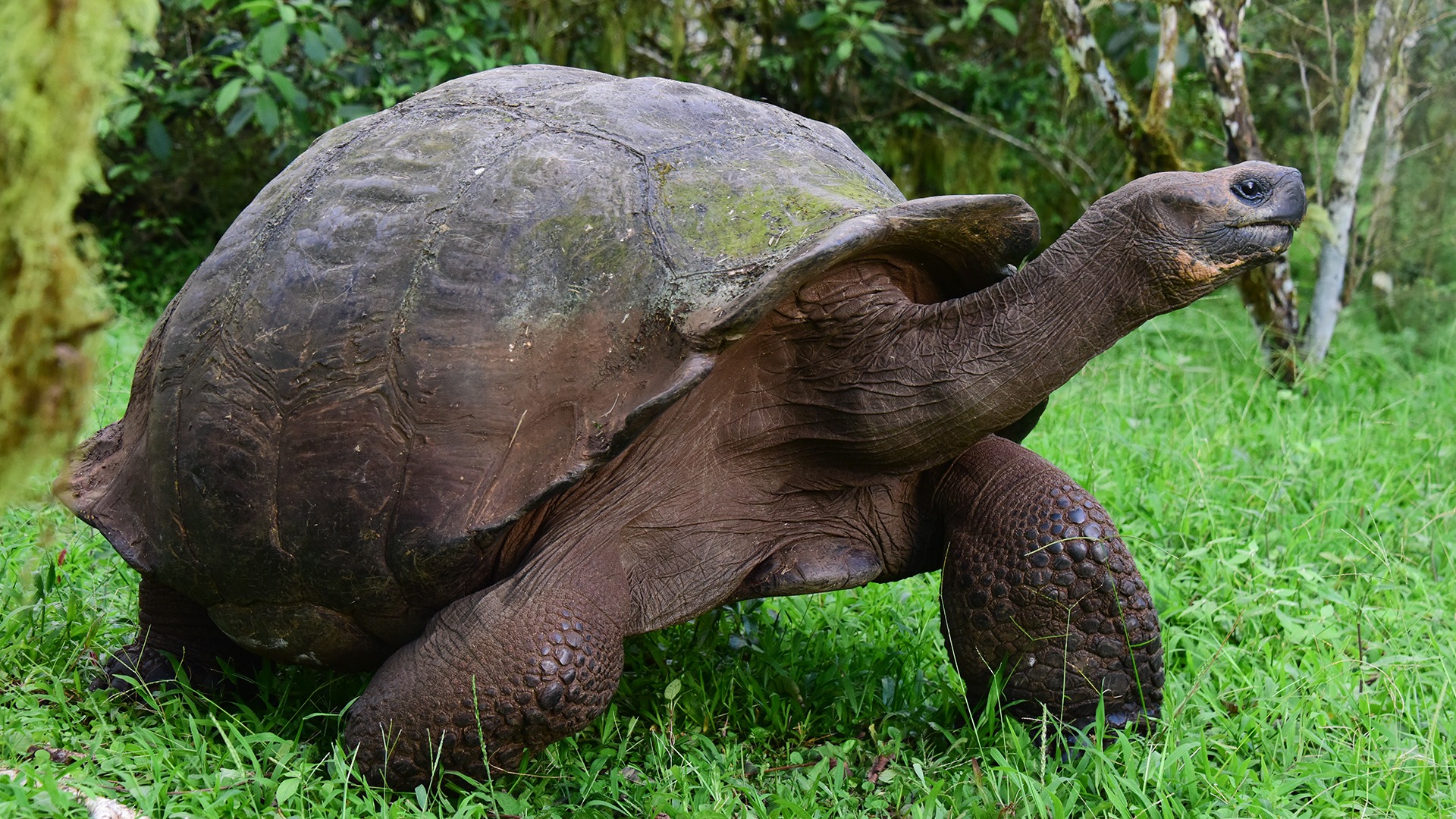 Giant Tortoise