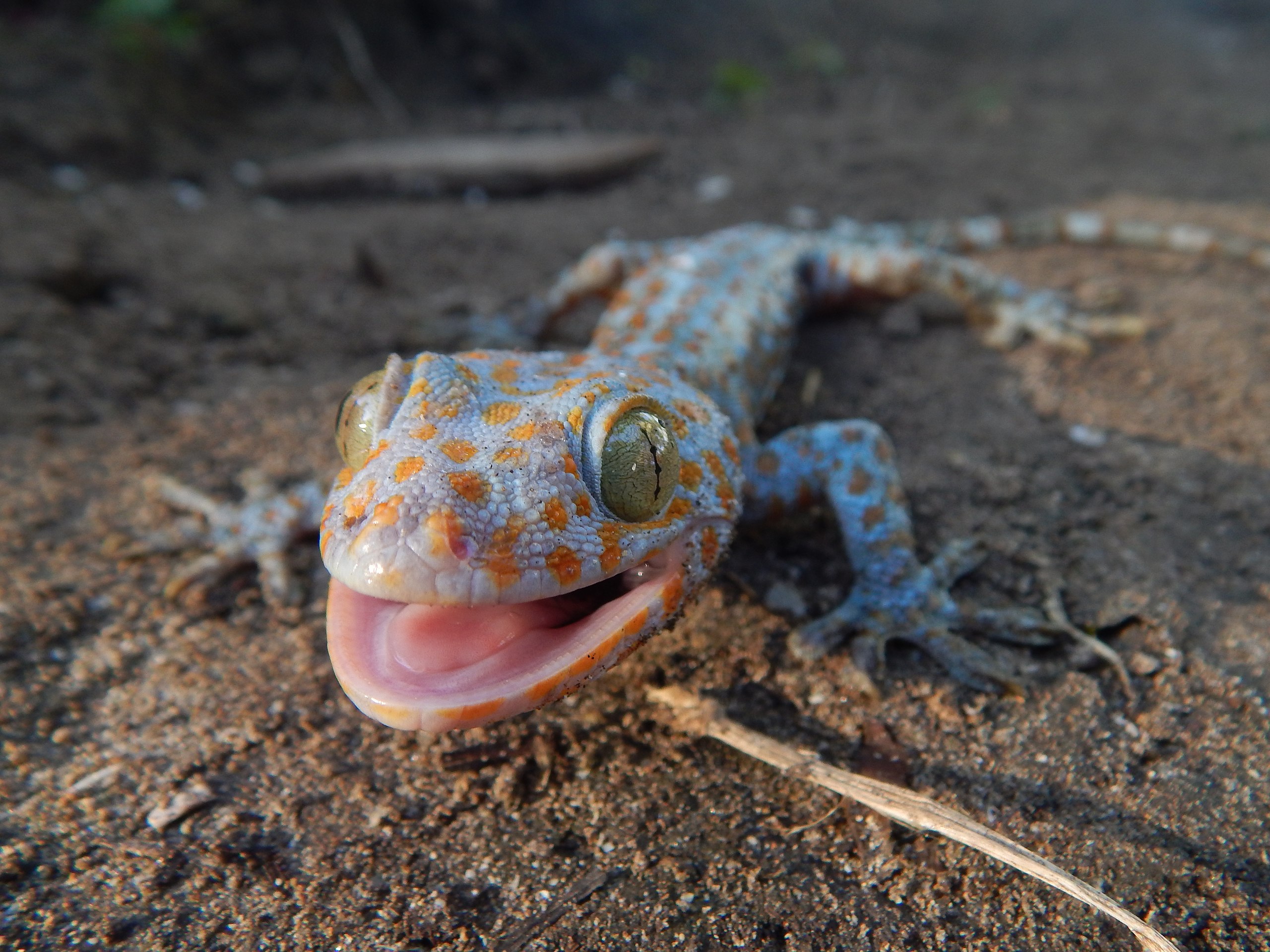 Tokay Gecko