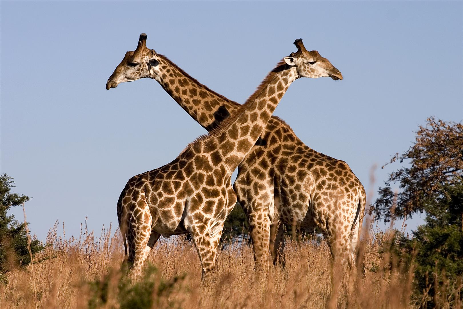 Masai Giraffe