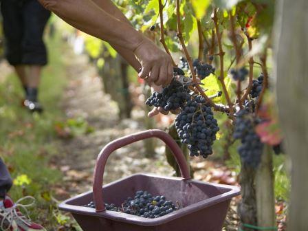 Grape Picking