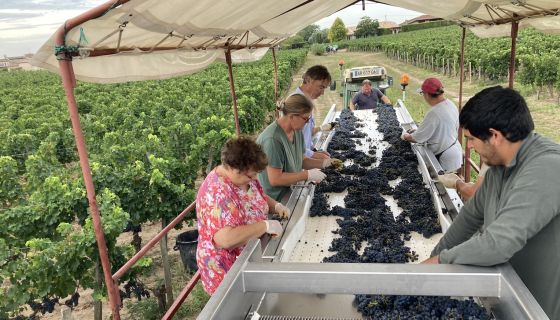 Sorting Grapes