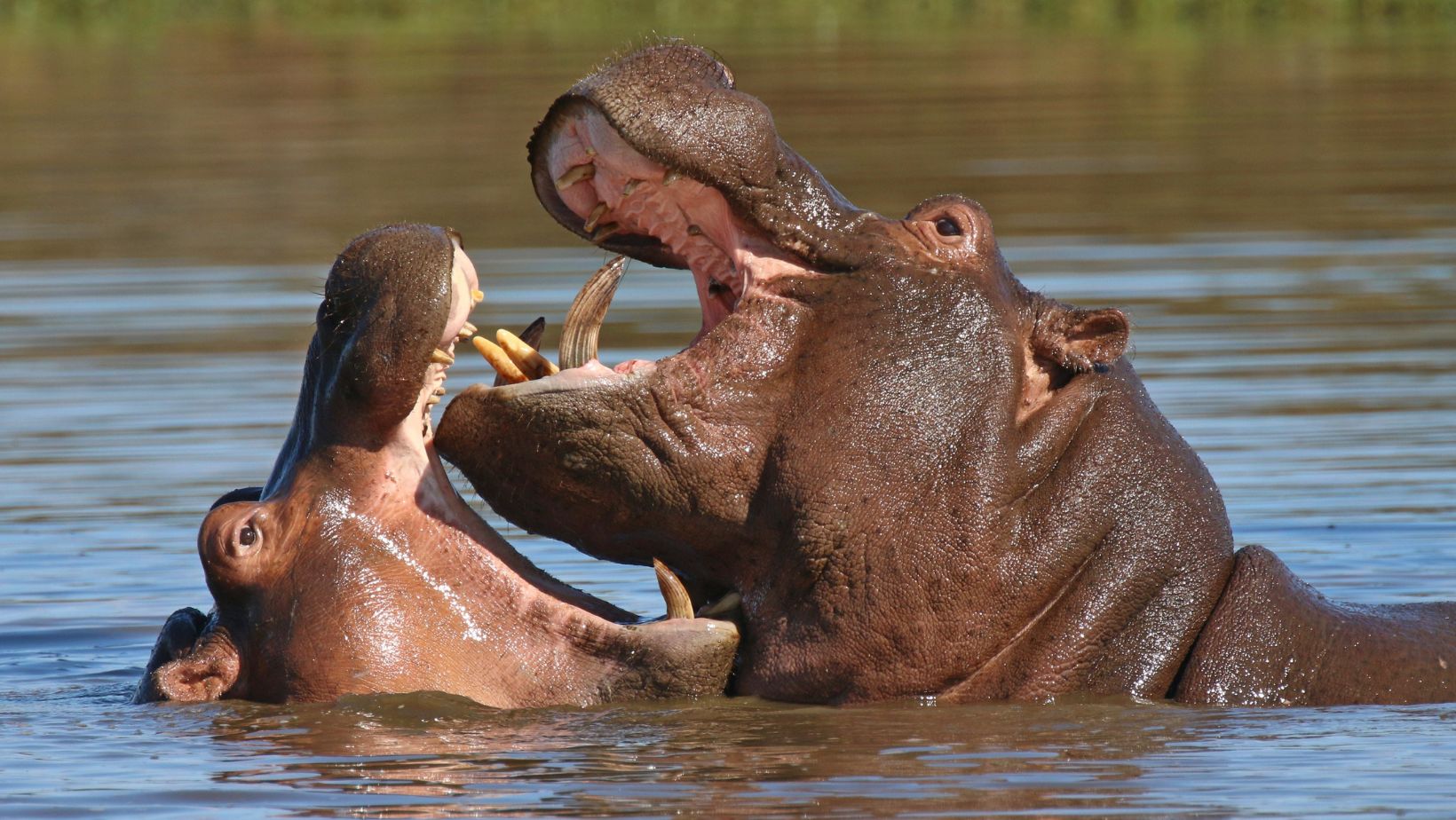 Hippopotamus