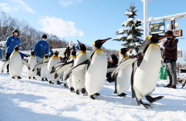 Asahiyama Zoo