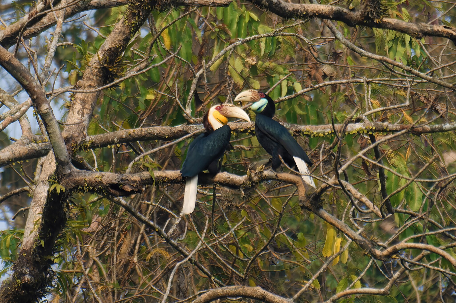 Great Hornbill