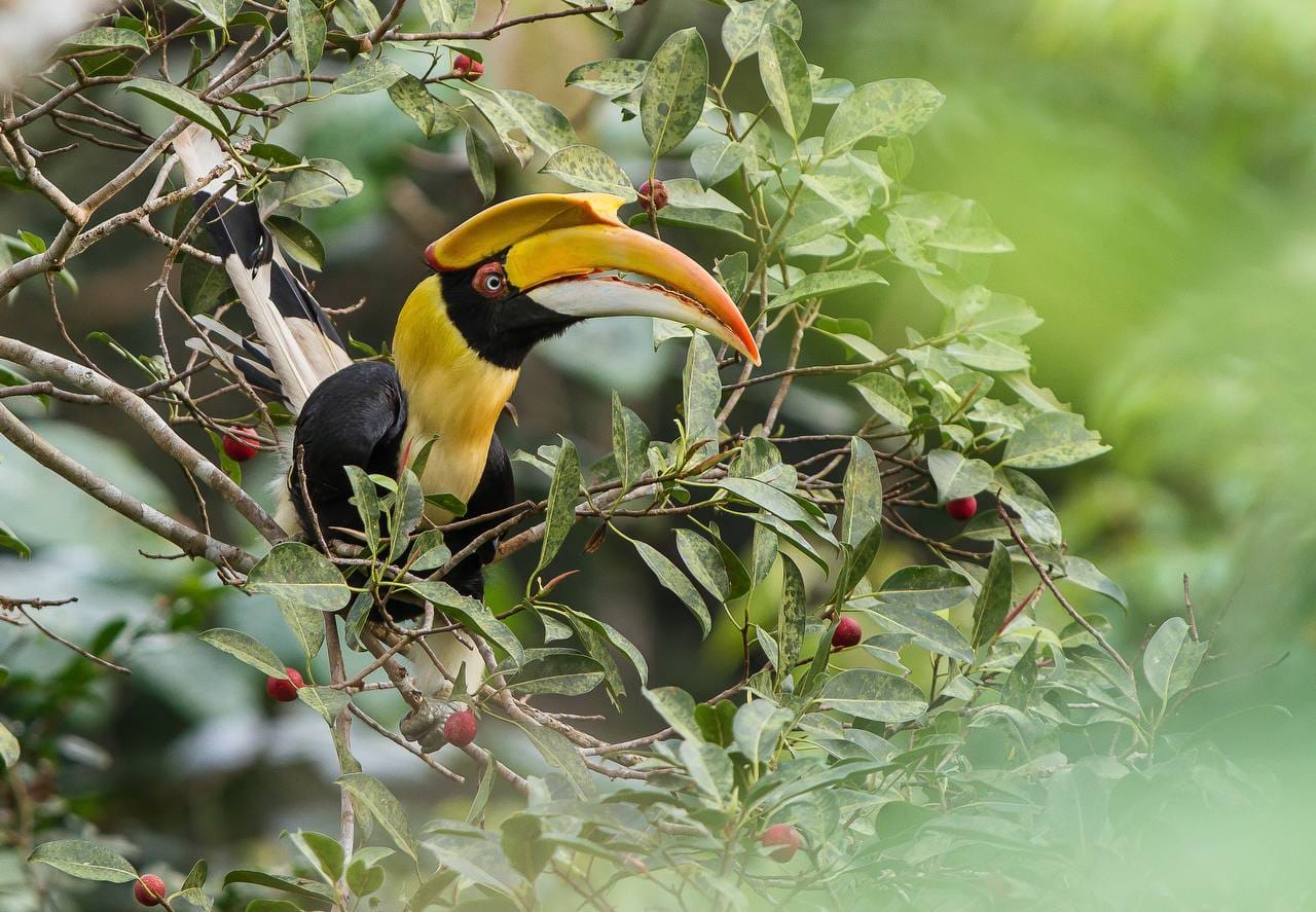 Great Hornbill