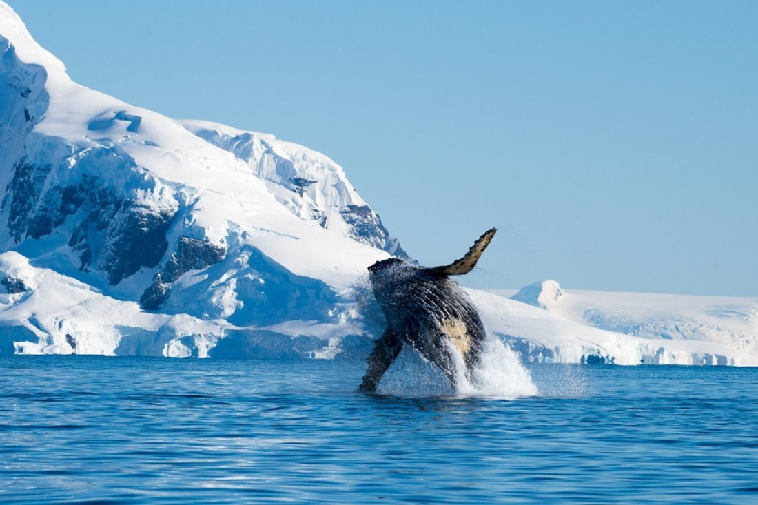 Humpback Whale