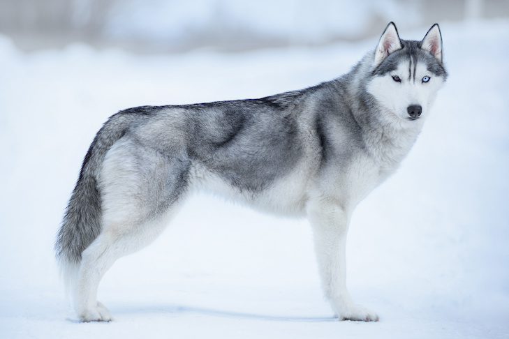 Arctic Husky